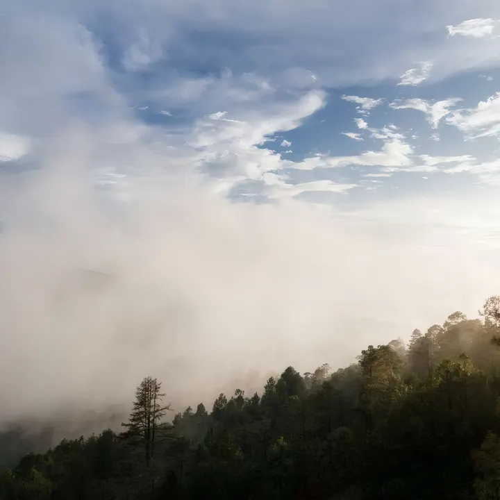 Nebel über dem Wald
